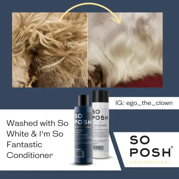 So Posh, So White whitening shampoo, 5L